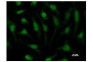 Immunostaining analysis in HeLa cells. (RUVBL1 anticorps)