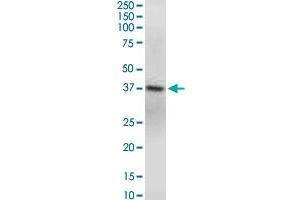 GNAQ monoclonal antibody (M04), clone 3B9.