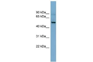 WB Suggested Anti-SLC1A1 Antibody Titration:  0. (SLC1A1 anticorps  (N-Term))