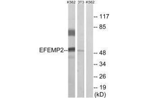 Western blot analysis of extracts from K562 cells and 3T3 cells, using EFEMP2 antibody. (FBLN4 anticorps)