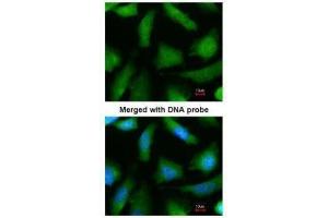 ICC/IF Image Immunofluorescence analysis of paraformaldehyde-fixed HeLa, using 20S Proteasome alpha 6, antibody at 1:200 dilution.