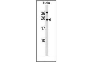 Western blot analysis of Leptin Antibody (N-term) in Hela cell line lysates (35ug/lane).