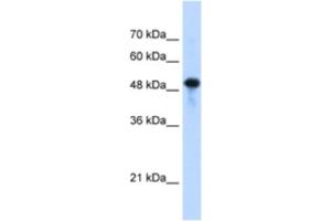 Western Blotting (WB) image for anti-Septin 10 (SEPT10) antibody (ABIN2463183) (Septin 10 anticorps)