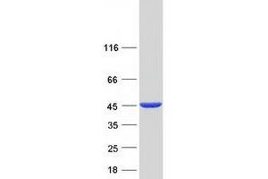 Validation with Western Blot