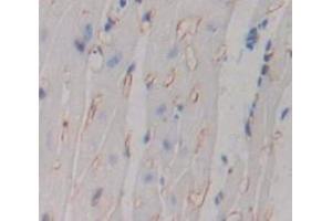 IHC-P analysis of Mouse Tissue, with DAB staining. (TNFRSF10B anticorps  (AA 233-367))