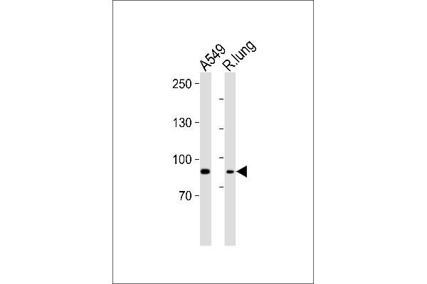 IDUA 抗体  (AA 236-264)