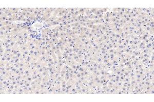 Detection of GRN in Rat Liver Tissue using Polyclonal Antibody to Granulin (GRN) (Granulin anticorps  (AA 44-255))