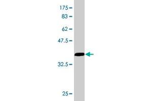 Western Blot detection against Immunogen (36.