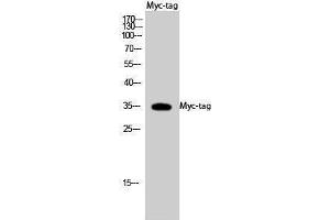 Western Blotting (WB) image for anti-Myc Tag antibody (ABIN3172815) (Myc Tag anticorps)