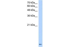 Western Blotting (WB) image for anti-Zinc Finger Protein 706 (ZNF706) antibody (ABIN2460627) (ZNF706 anticorps)