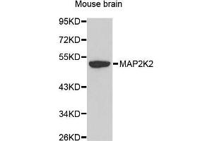 Western Blotting (WB) image for anti-Mitogen-Activated Protein Kinase Kinase 2 (MAP2K2) (AA 1-100) antibody (ABIN6213728) (MEK2 anticorps  (AA 1-100))