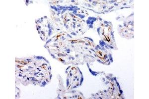 IHC-F testing of human placenta tissue