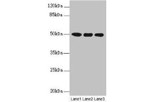 Western blot All lanes: MOCS3 antibody at 4. (MOCS3 anticorps  (AA 271-460))