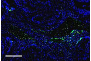 Immunohistochemistry analysis using Mouse Anti-VPS35 Monoclonal Antibody, Clone 10A8 (ABIN6932990).