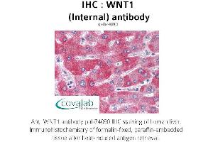 Image no. 1 for anti-Wingless-Type MMTV Integration Site Family, Member 1 (WNT1) (Internal Region) antibody (ABIN1740815) (WNT1 anticorps  (Internal Region))