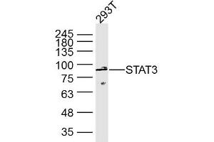 293T Cell lysates; probed with STAT3 (3F5) Monoclonal Antibody, unconjugated (bsm-33218M) at 1:300 overnight at 4°C followed by a conjugated secondary antibody for 60 minutes at 37°C.