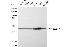 anti-Septin 7 (SEPT7) antibody
