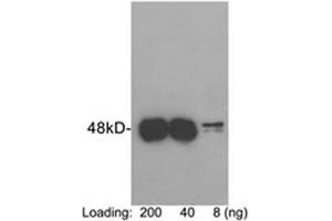 Loading: Protein C tag fusion protein expressed in E.