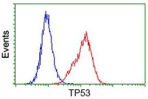 Image no. 4 for anti-Tumor Protein P53 (TP53) antibody (ABIN1499967) (p53 anticorps)