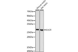 Western blot analysis of extracts of various cell lines, using Lin28 antibody (ABIN7268266) at 1:500 dilution.