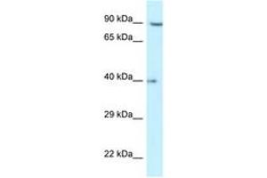 Image no. 1 for anti-Replication Factor C (Activator 1) 2, 40kDa (RFC2) (AA 27-76) antibody (ABIN6747337) (RFC2 anticorps  (AA 27-76))