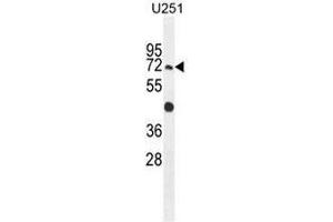 GPAA1 Antibody (N-term) western blot analysis in U251 cell line lysates (35µg/lane). (GPAA1 anticorps  (N-Term))