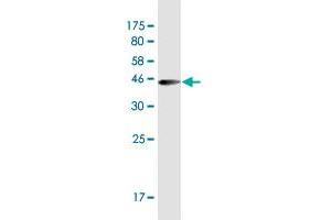 Western Blot detection against Immunogen (37. (LONRF1 anticorps  (AA 1-110))