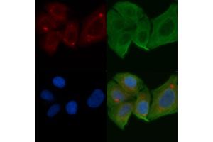 ABIN6258281 and ABIN6275236 staining Hela cells by IF/ICC. (MRPS27 anticorps  (N-Term))