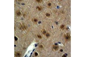 Immunohistochemical analysis of GAP43 staining in mouse brain formalin fixed paraffin embedded tissue section. (GAP43 anticorps)
