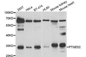 Western blot analysis of extracts of various cell lines, using PTGES2 antibody. (PTGES2 anticorps)