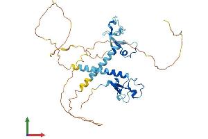 AlphaFold protein structure predicition of Mouse Recombinant Mbnl2 Protein, UniprotID Q8C181