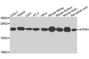 Western blot analysis of extracts of various cell lines, using ATP5H antibody. (ATP5H anticorps  (AA 1-161))