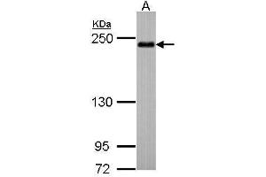 anti-Shroom Family Member 2 (SHROOM2) (C-Term) antibody