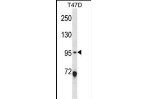 ANKS6 Antibody (Center) (ABIN657894 and ABIN2846846) western blot analysis in T47D cell line lysates (35 μg/lane). (ANKS6 anticorps  (AA 505-534))