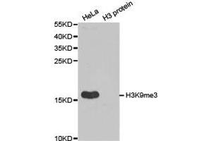 Western blot analysis of extracts of HeLa cell line and H3 protein expressed in E. (Histone 3 anticorps  (H3K9me3))