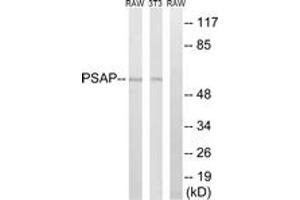 Western blot analysis of extracts from NIH-3T3/RAW264. (Prosaposin anticorps  (AA 307-356))