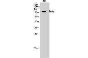 Western Blotting (WB) image for anti-P21 Protein (Cdc42/Rac)-Activated Kinase 7 (PAK7) (C-Term) antibody (ABIN3186316) (PAK7 anticorps  (C-Term))