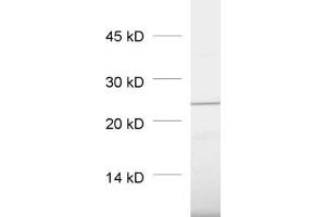 dilution: 1 : 1000, sample: pancreas homogenate (RAB3D anticorps  (AA 3-16, AA 193-210))