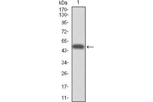 Western blot analysis using CYP3A4 antibody against HEK293 (1) and CYP3A4 (AA: 243-430) -hIgGFc transfected HEK293 (2) cell lysate.