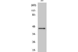 Western Blot analysis of various cells using Ptx3 Polyclonal Antibody diluted at 1:1000.