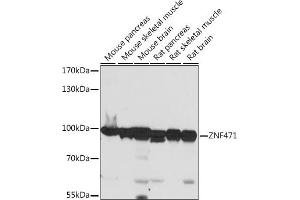 Western blot analysis of extracts of various cell lines, using ZNF471 antibody (ABIN7271491) at 1:1000 dilution.