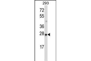 MBD3 Antibody (N-term) (ABIN657677 and ABIN2846669) western blot analysis in 293 cell line lysates (35 μg/lane). (MBD3 anticorps  (N-Term))