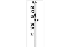 Western blot analysis of anti-PRMT1 Antibody (C-term ) (ABIN387834 and ABIN2843924) in Hela cell line lysates (35 μg/lane). (PRMT1 anticorps  (C-Term))