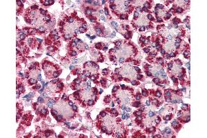 Anti-STEAP4 antibody IHC of human pancreas. (STEAP4 anticorps  (N-Term))