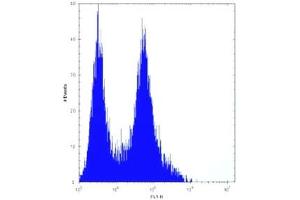 PHB antibody flow cytometric analysis of HeLa cells (right histogram) compared to a negative control (left histogram).