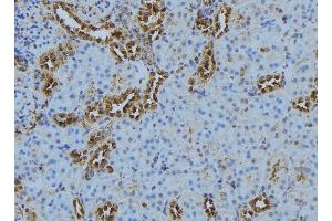 ABIN6278096 at 1/100 staining Mouse kidney tissue by IHC-P. (CASQ2 anticorps)