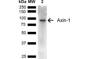 Western blot analysis of Rat Kidney showing detection of ~95 kDa Axin-1 protein using Rabbit Anti-Axin-1 Polyclonal Antibody (ABIN5667588). (Axin anticorps  (AA 470-570) (Alkaline Phosphatase (AP)))