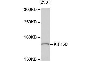 Western blot analysis of extract of 293T cells, using KIF16B antibody.
