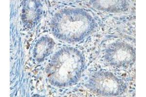 Immunohistochemical analysis of paraffin-embedded human fetal colon showing cytoplasmic staining with ABCF1 polyclonal antibody  at a 1 : 100 dilution. (ABCF1 anticorps  (AA 580-837))