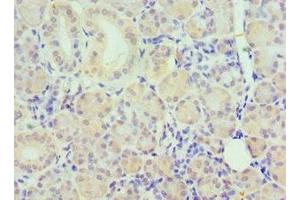 Immunohistochemistry of paraffin-embedded human pancreatic tissue using ABIN7162504 at dilution of 1:100 (PAX6 anticorps  (AA 1-300))